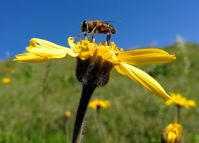 "Bergwohlverleih", diese Heilpflanze steht unter Naturschutz!