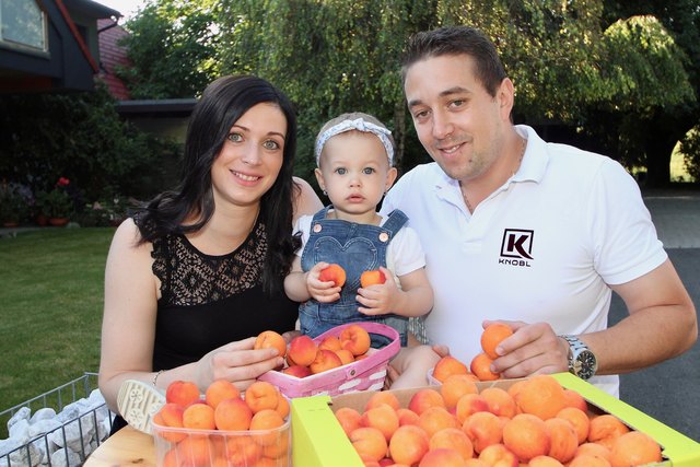 Die vollreifen und gesunden Marillen schmecken auch der kleinen Larissa, Tochter von Nadja und Fritz Knöbl, bestens.