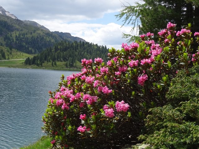 Rund um dem Obersee auf 2000 m Höhe blühen derzeit die Almrosen