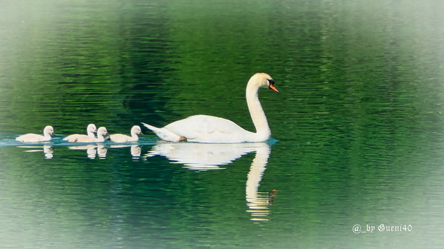 ….ich fand das echt entzückend,als ich die Schwanenfamilie auf ihren Ausflug beobachten konnte,uppppppssssssss,ist da auch eine zweite Familie unterwegs......