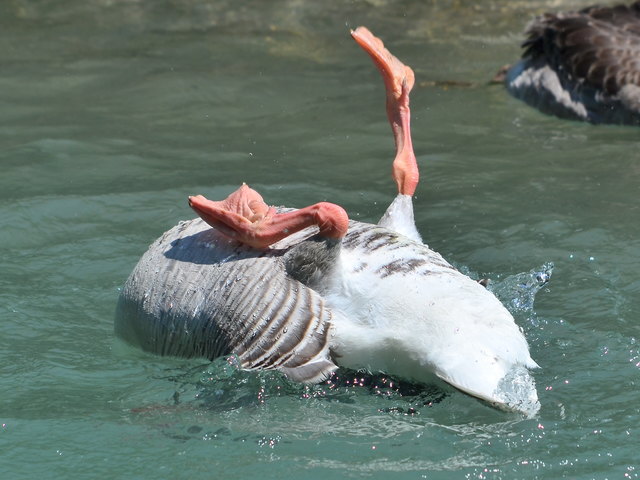 Sommerzeit ist Badezeit!