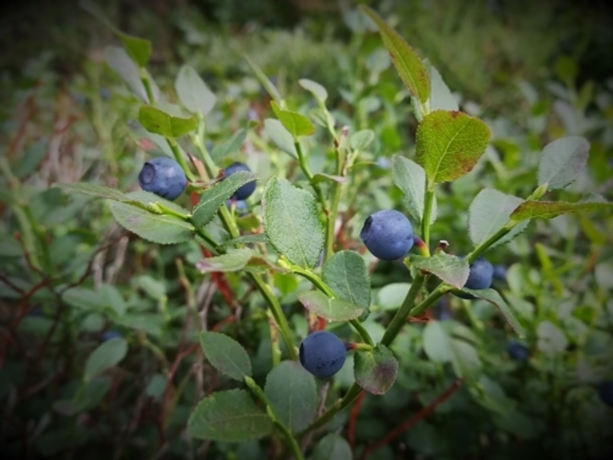 Wunderbare Heidelbeeren Flachgau
