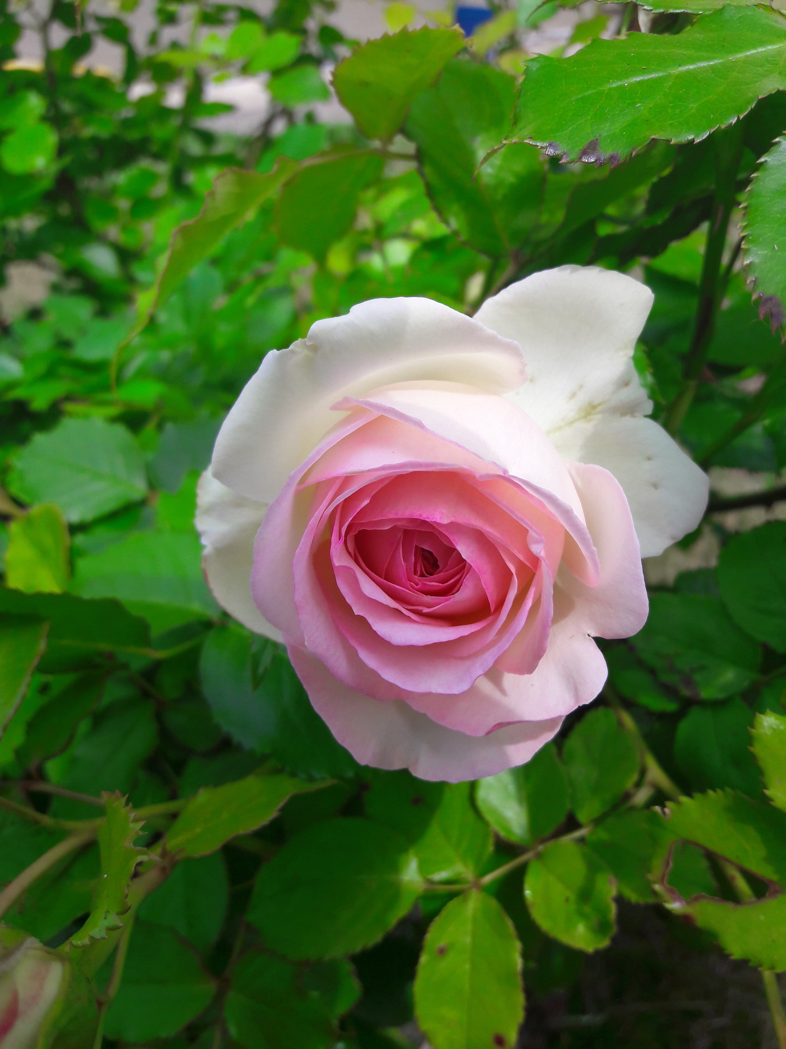 Eden Rosen Die Zeit der Rosen ' Eden - Rose ' - Waidhofen/Thaya