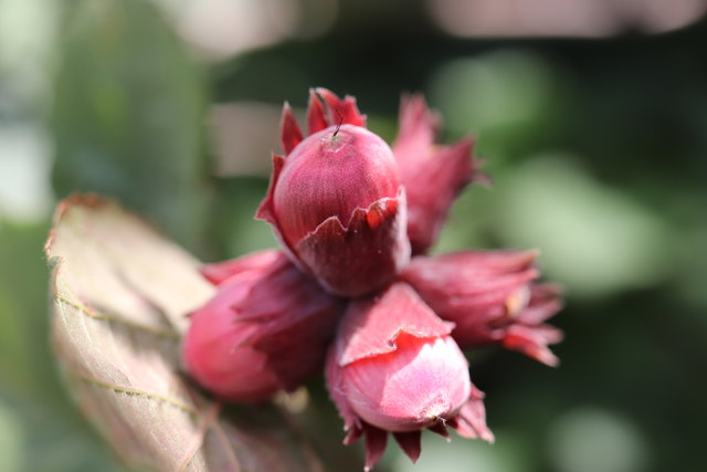 Sie gehört dem, der sie entdeckt, der sie begreift und der es versteht, sie zu genießen. Henry Bordeaux