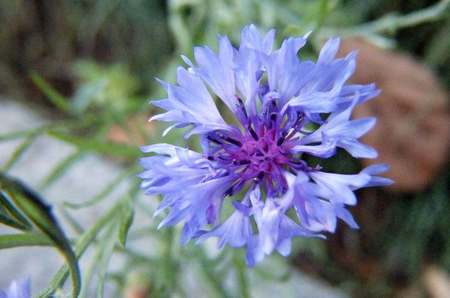 Die Kornblume ist wegen ihren hohen Zuckergehalt im Nektar eine beliebte Bienenweide. Die himmelblauen filigranen Blüten setzen natürliche Akzente im Garten.