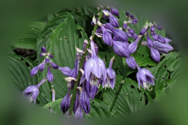 Und natürlich gibt es im Park auch seltene Pflanzen. Kaum je habe ich so dunkle Funkien (Hosta) gesehen!