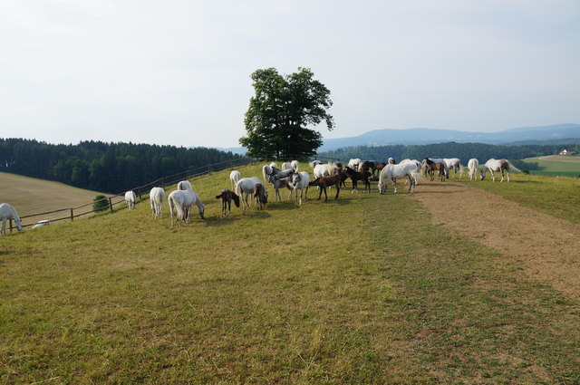 Die Lipizzaner bleiben im Bezirk Voitsberg, alle Befürchtungen sind laut Erwin Klissenbauer unbegründet.