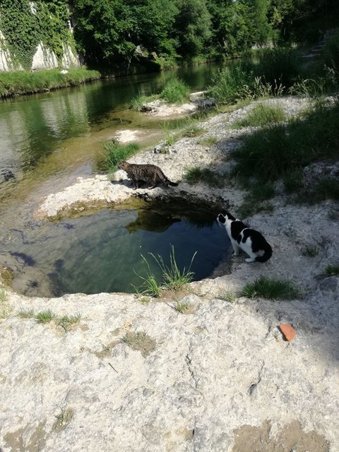 Iris Mück und ihre Katzen kühlen sich gerne ihre "Pfoten" in der Erlauf ab, während die Purgstallerin das Erlauftalbad zum Schwimmen bevorzugt. | Foto: Iris Mück