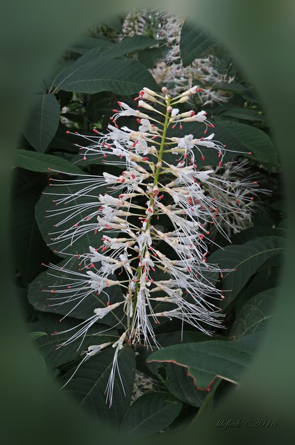 Das hier ist die Blüte eines Kastanienstrauchs. Ich gestehe, dass ich bis dahin nicht gewusst habe, dass es so etwas überhaupt gibt.
