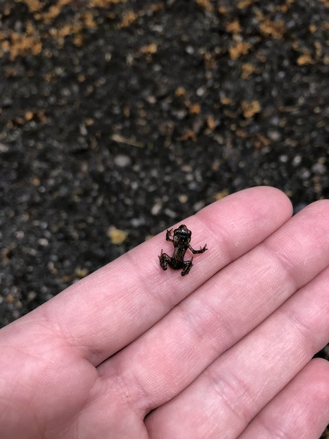 Eine der kleinen Erdkröten aus dem Neunkirchner Stadtpark.