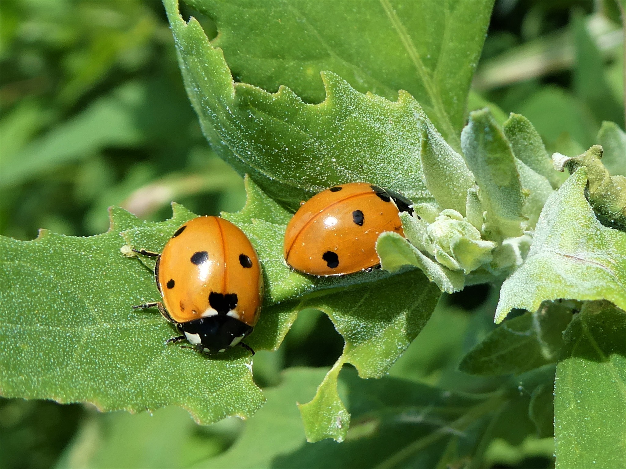 Doppeltes Glück Innsbruck