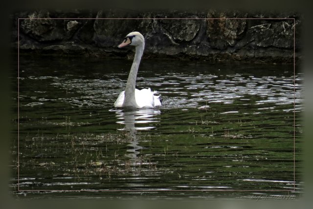 Und was wäre die Alte Donau, was wäre romantisches Wasser ohne Schwäne??