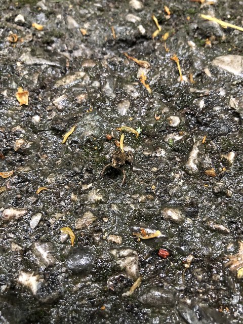 Ein fast unmögliches Suchbild. Die kleine Kröte ist auf dem Weg kaum zu erkennen.