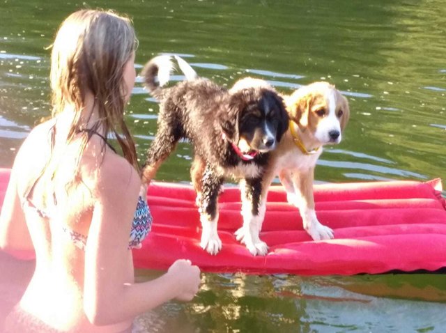 Kathrin Müllauer  aus St. Anton an der Jeßnitz genießt den Erlaufsee mit ihren Hunden. | Foto: Kathrin Müllauer