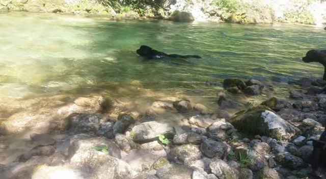 Daniela Prüller hält sich an heißen Tagen mit ihren am liebsten mit ihren Hunden an der Erlauf in der Urmannsau auf. | Foto: Daniela Prüller