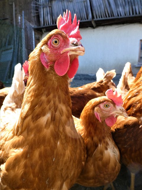 ... schauen die Hühner in die Kamera. Vielleicht kommt da ja kein Vögelchen sondern ein Wurm raus...