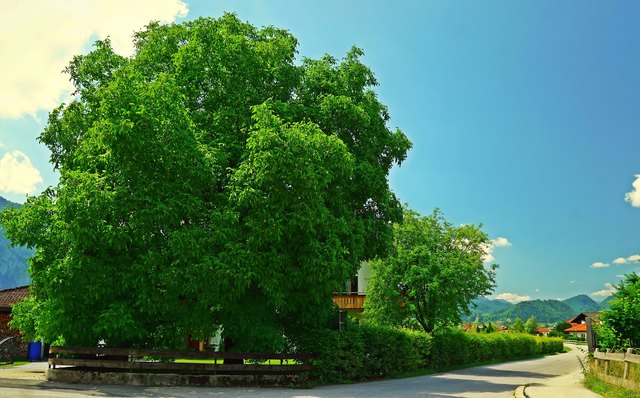 ... findet sich in der Nähe vieler Bauernhöfe, auf Dorfplätzen, in Gastgärten, auch neben Rastplätzen und  bereichert unsere Landschaft. Wenn er genügend Platz hat, wird er bis zu 30 Meter hoch und kann ein Alter von 600 Jahren erreichen. Diesen wunderbaren Baum, habe ich in Ebbs gesehen!