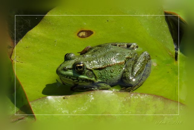 ..und Frösche, Frösche, Frösche! Das muss ein Konzert sein am Abend!