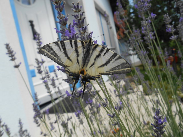 Segelfalter am Lavendel