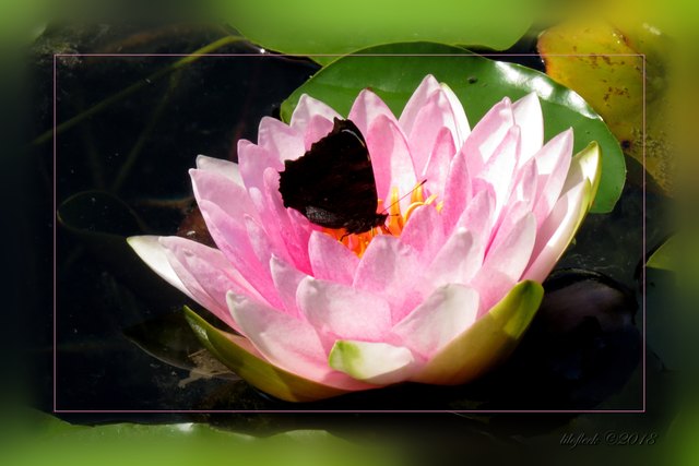 Schmetterling auf Seerose ist für mich etwas sehr Ungewöhnliches