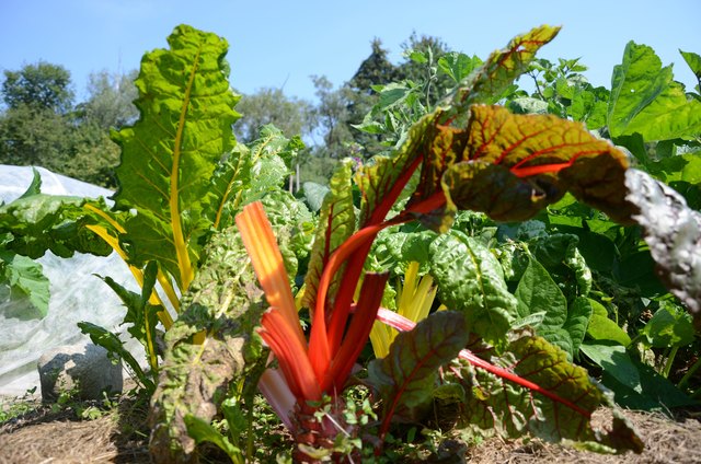 Mangold als wichtiger Vertreter des Superfoods.
