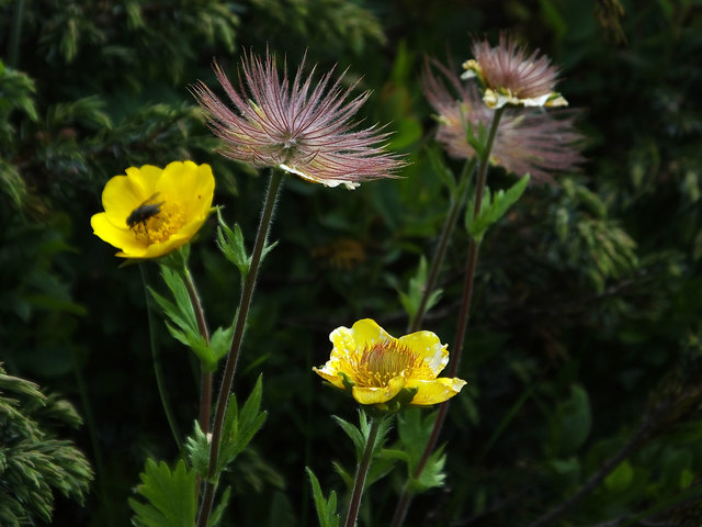 Blüte und Fruchtstand