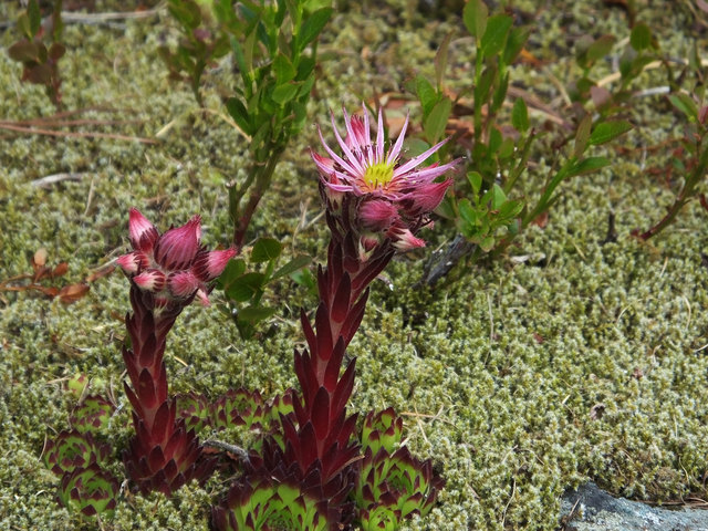 Hauswurzblüte