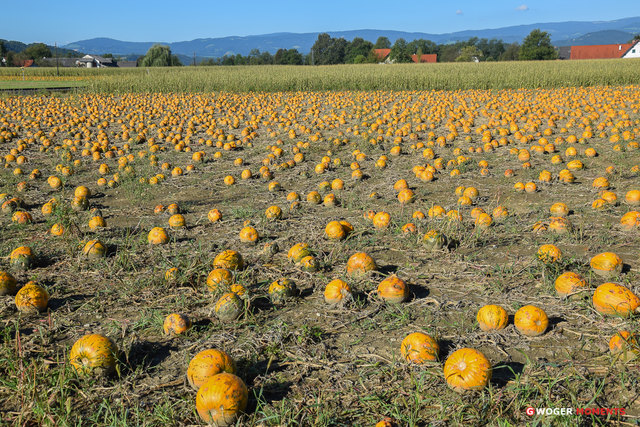 Im Herbst wartet der Ölkürbis auf seine Ernte! Seit 1998 ist steirisches Kürbiskernöl eine von der EU geschützte Regionalmarke, mit der Bezeichnung „Steirisches Kürbiskernöl g.g.A.“ (= geschützte geografische Angabe)!
