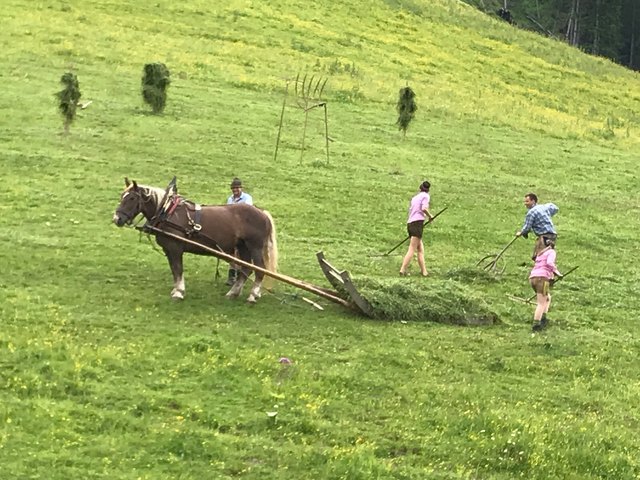 Die Landjugend zeigt die Heuernte anno dazumal | Foto: Gemeinde
