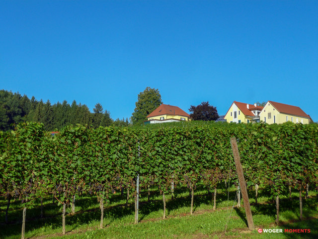 Wies gehört zu den größten Weinbaugemeinden im Bezirk Deutschlandsberg.