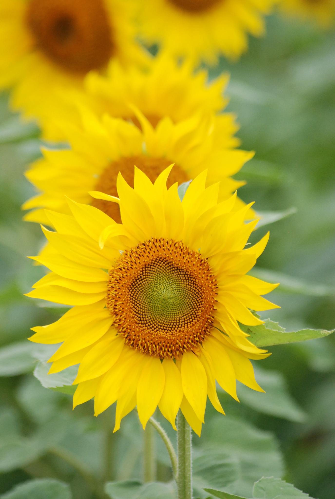 Sonnenblumen auf der Erde im der Sonne am Himmel Steinfeld