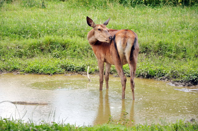 Auch Hirsche brauchen Abkühlung