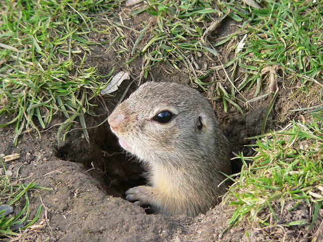 Ziesel leben in Erdbauen, die sie am Tag zur Nahrungssuche verlassen. Die Nagetiere fressen grüne Pflanzenteile, Blüten und Samen. | Foto: BS Thurner Hof