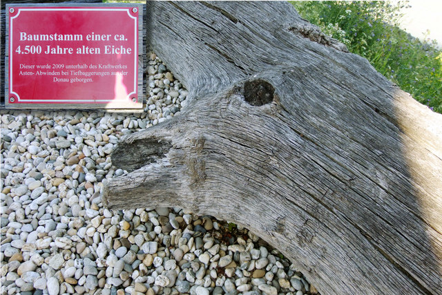 Vor den Schopper und Fischermuseum in Aschach ist der Stamm einer Eiche zu sehen, die ca. 4500 Jahre alt ist , 2009 wurde sie aus der Donau geborgen