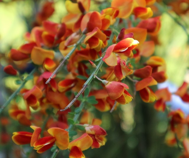 Der Ginster blüht...