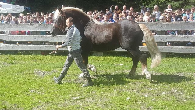 Hengsthalter Sepp Burgstaller aus Ramingstein mit "Gardestern Diamant" vor rund 4.000 begeisterten ZuseherInnen beim Hengstauftrieb. | Foto: Franz Lanschützer