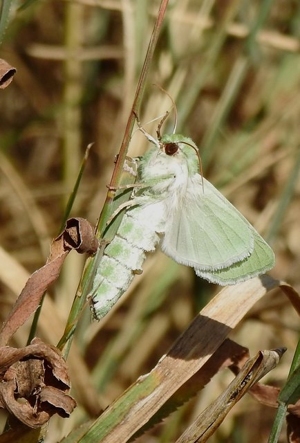 und die kann er gut gebrauchen wo die Schmetterlinge in Neusiedl vielleicht irgendwo in der Erde hocken und das Fliegen verweigern. Kein Wunder so die Nektar-Spender in diesem Jahr weitgehend ausbleiben.