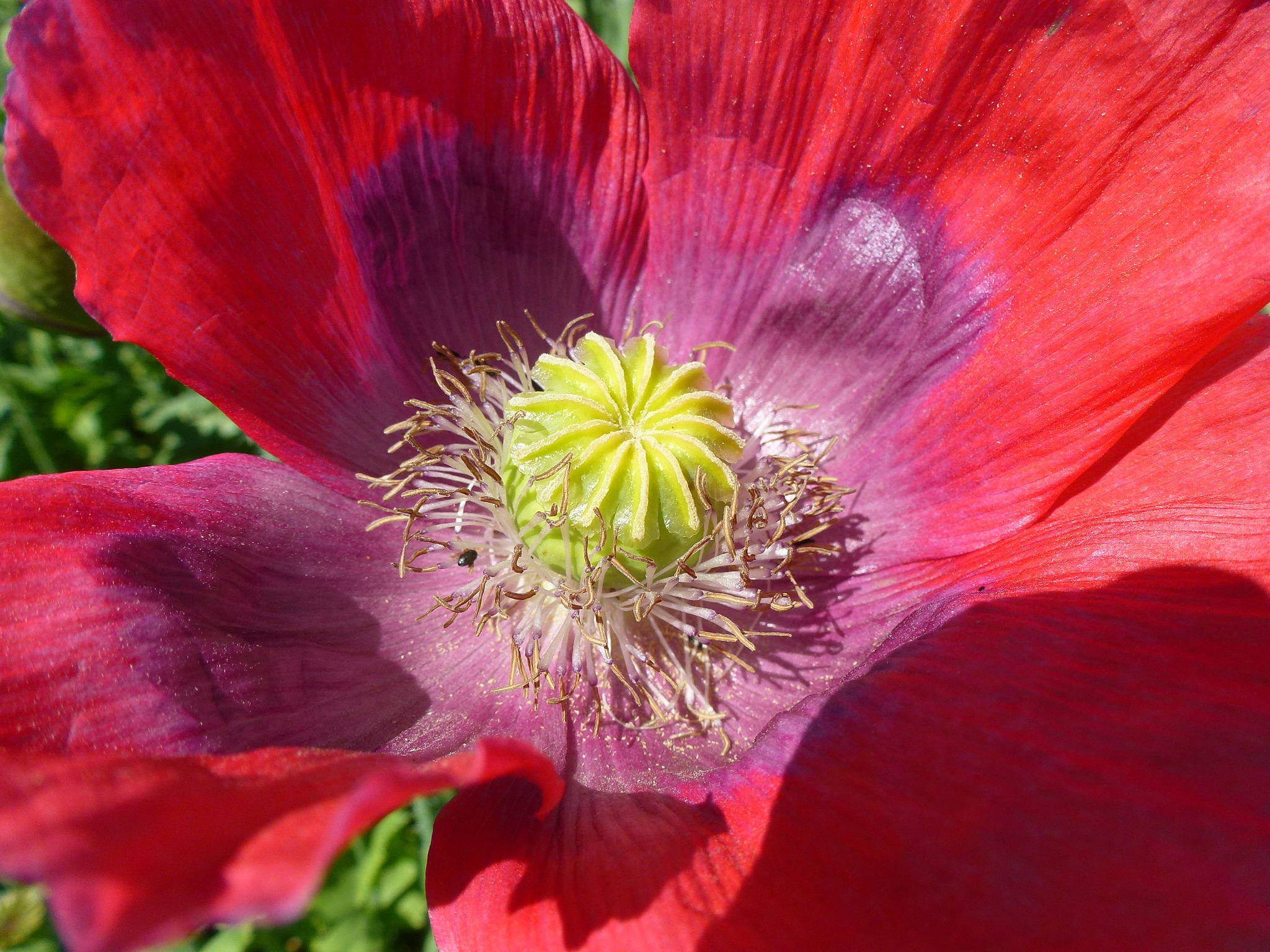 Und es blüht der Mohn - Zwettl