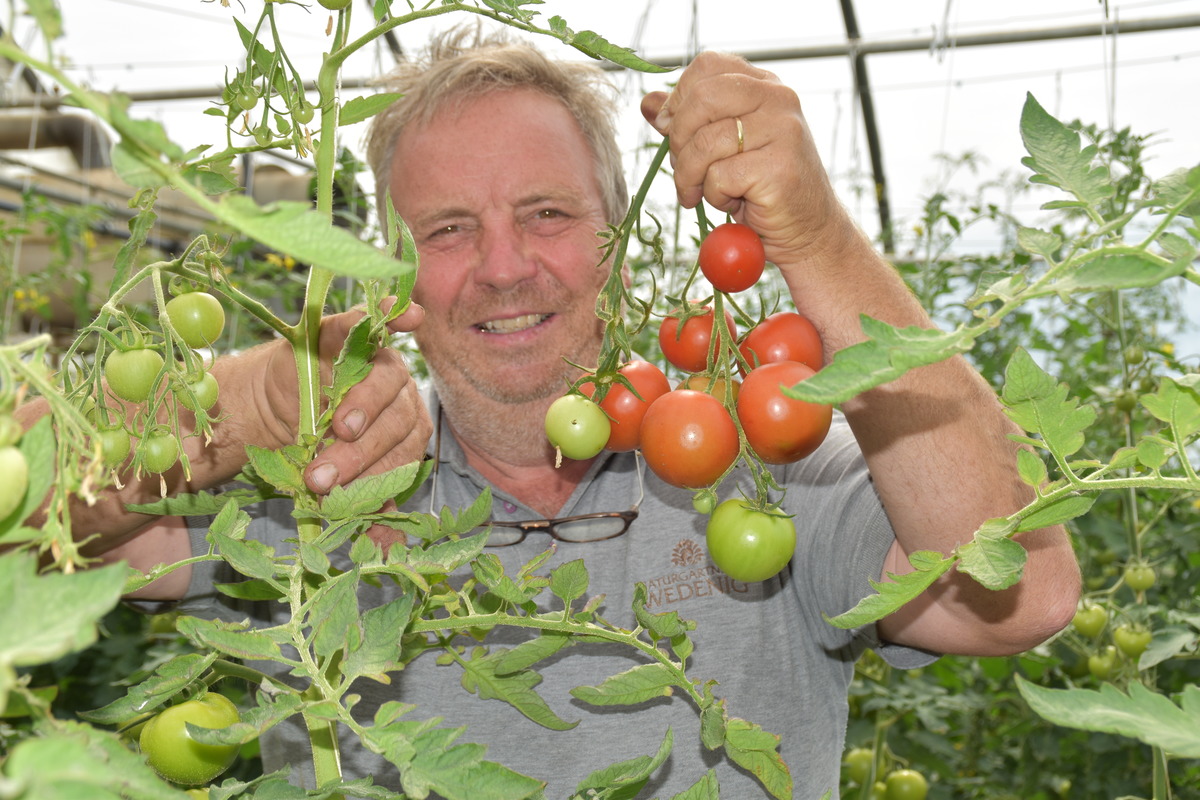 Tomatenzeit Die Roten Fruchte Der Begierde Feldkirchen