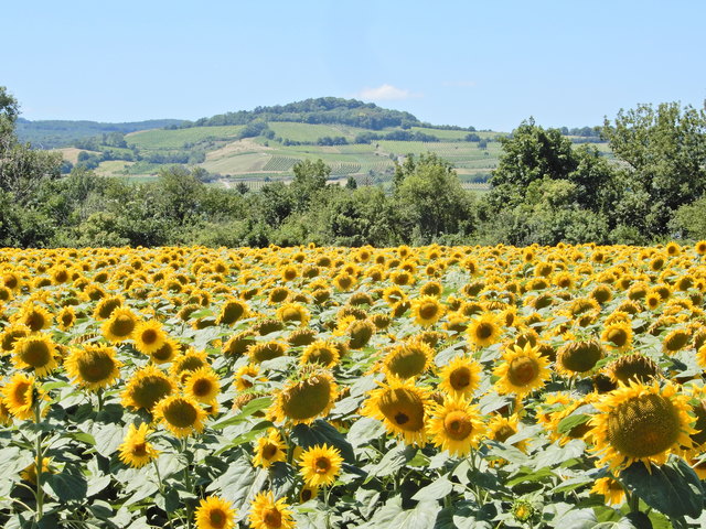Sonnenblumenfeld am 2.7.2018 zwischen Guntramsdorf und Laxenburg mit Blick auf den Eichkogel