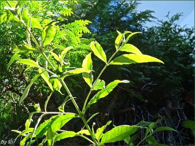 Die ganze Mannigfaltigkeit, der ganze Reiz und die ganze Schönheit des Lebens setzen sich aus Licht und Schatten zusammen. Leo Tolstoi (1828 - 1910)