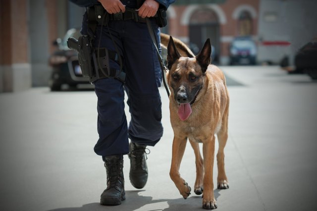 Die Wiener Polizeihunde werden in Strebersdorf ausgebildet. Nun steht eine Modernisierung der Anlage auf dem Plan. | Foto: Bernhard Elbe