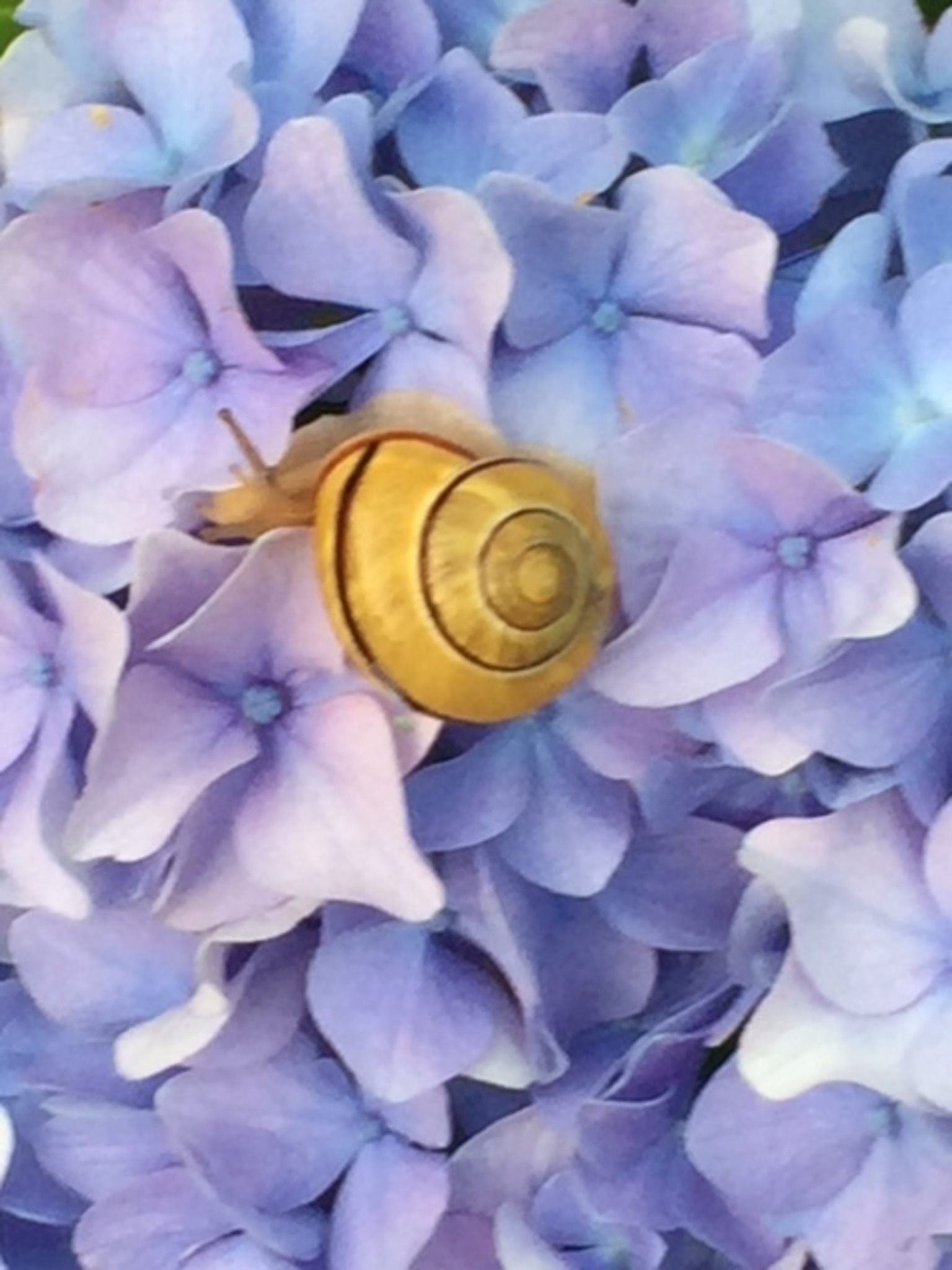 Eine Schnecke Auf Der Hortensie Leibnitz