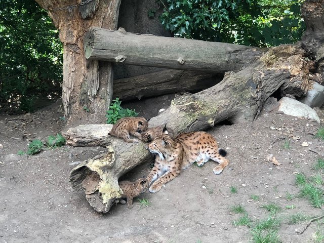 Die drei Jungtiere sind noch namenlos. | Foto: Foto: Alpenzoo