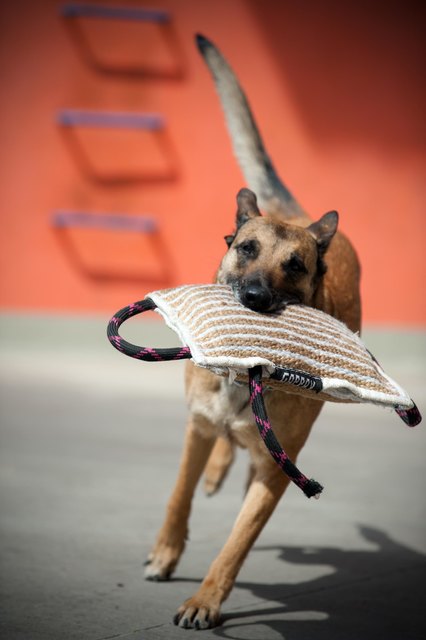 Polizeihund im Einsatz