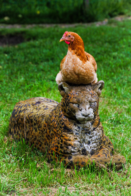 Das ist nicht die Eierproduzentin von Siegfried & Roy, sondern ein glückliches Huhn vom Daxlhof in Niederndorf... So braucht es auch keine Angst vor Fuchs und Marder zu haben...