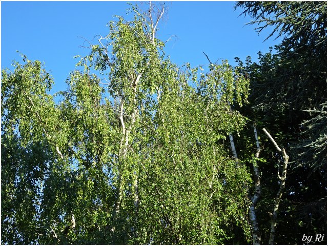Wie mag in einem rechten Sturm ein Baum zum Gefühl seiner selbst kommen! Wie wunderbar ist eine Birke im Sturm! Wie göttlich graziös! Wie unsagbar malerisch! Christian Morgenstern (1871 - 1914) - Abendstimmung von meiner Terrasse zum Nachbarn und den uralten Bäumen hinüber