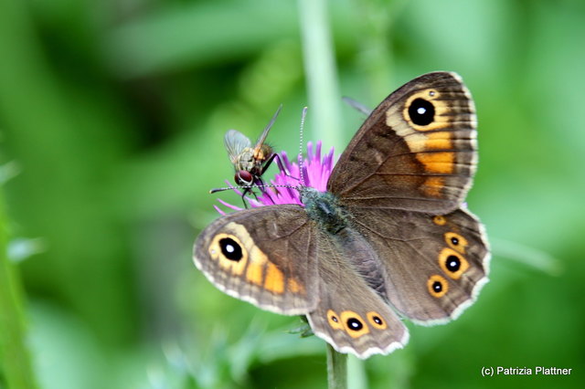 Braunauge grüßt Fliege
