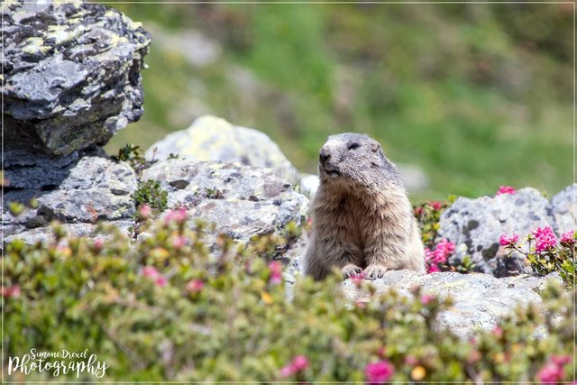 Bei der Wanderung auf die Pezinerspitze begrüßten uns auch die Murmeltiere sehr herzlich. ;)