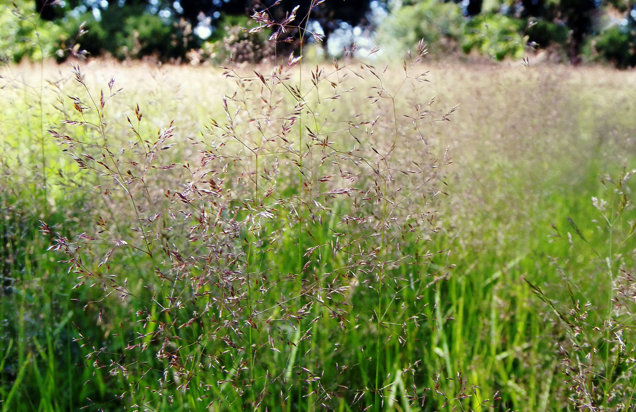 Wiese mit zarten Gräsern Linz